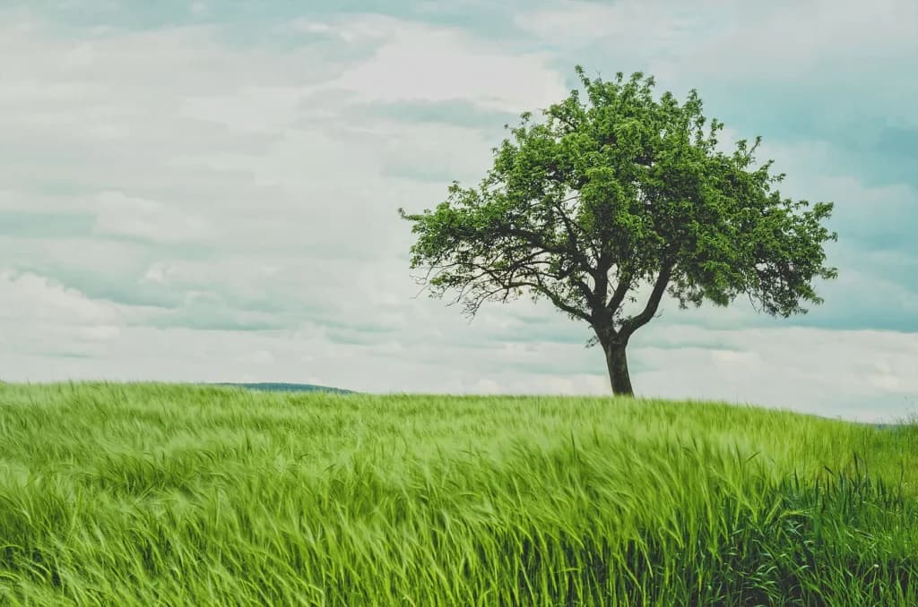Wide open field with rolling hills and a single tree at the top